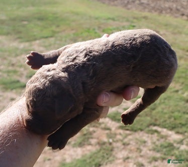 Chesapeake Bay Retriever dogs for sale: Chesapeake Bay Retriever 5 - Ad 1