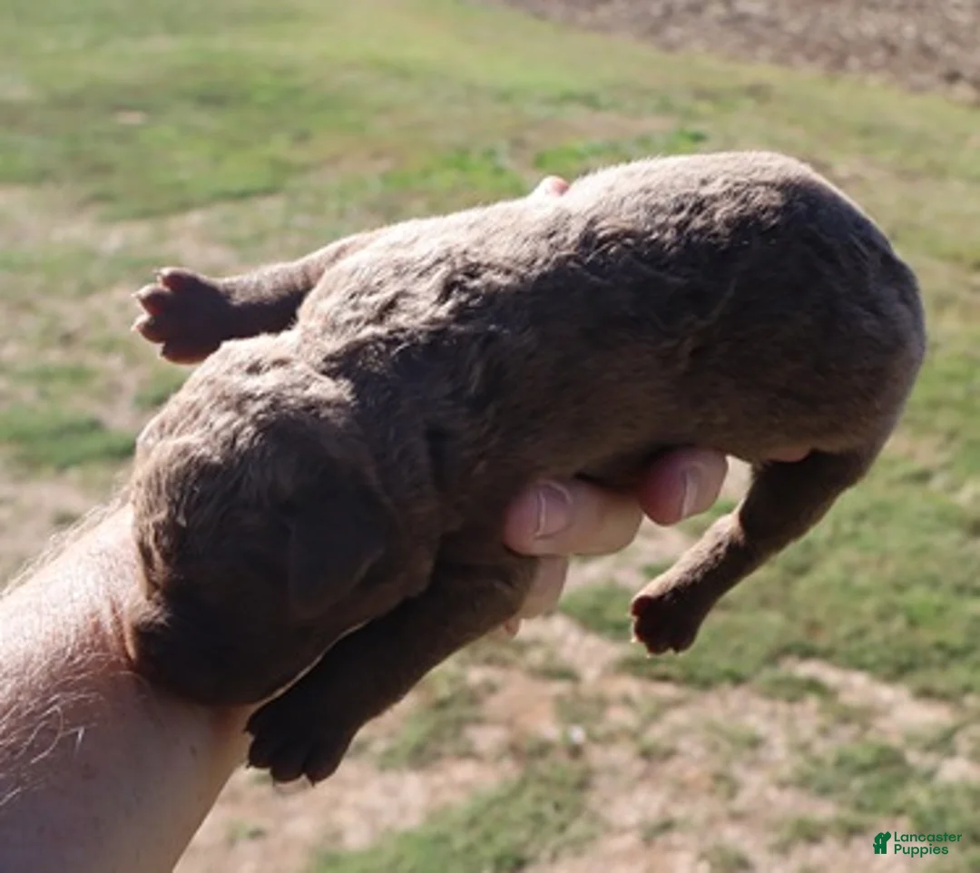 Chesapeake Bay Retriever dogs for sale: Chesapeake Bay Retriever 5 - Ad 1