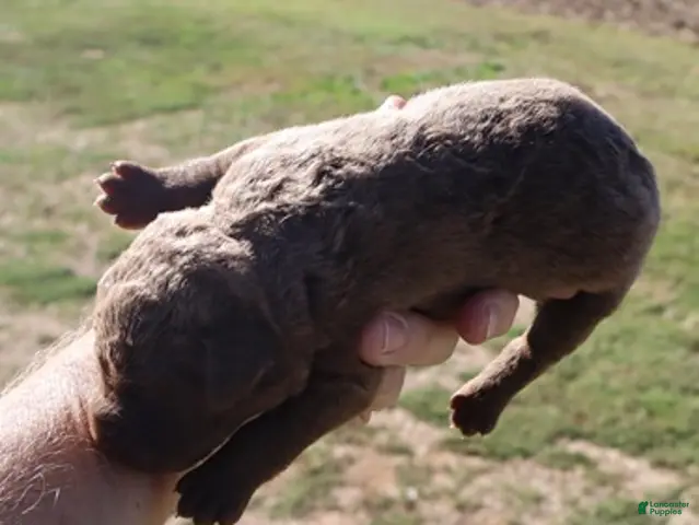 Chesapeake Bay Retriever dogs for sale: Chesapeake Bay Retriever 5 - Ad 1