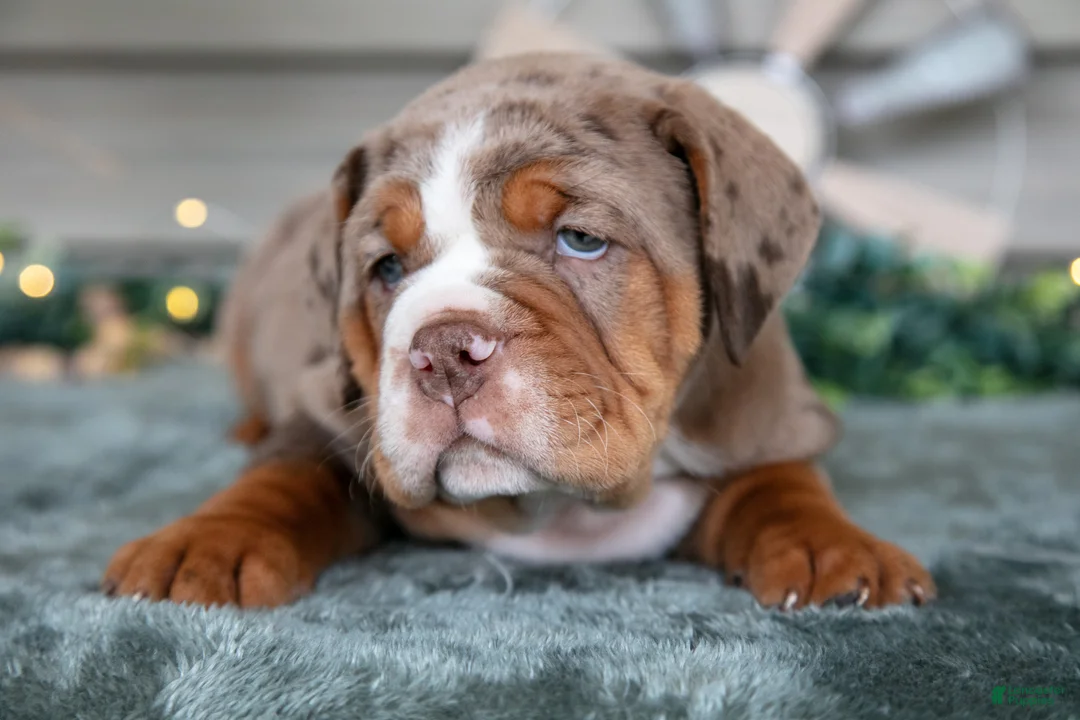 Beabull dogs for sale: Spud - Ad 2