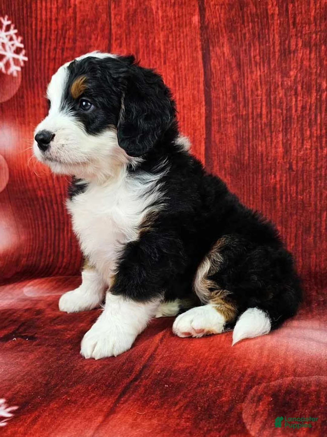 Mini Bernedoodle dogs for sale: Trey - Ad 3