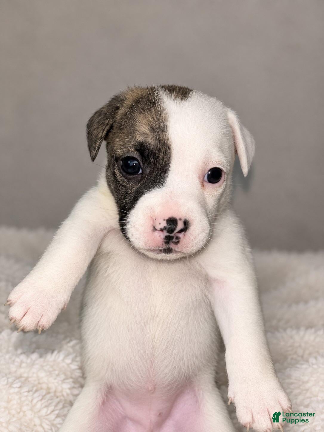 Mixed Breed dogs Mixed Breed 3 - Ad 38