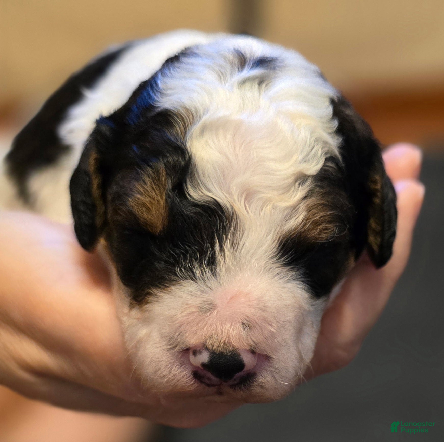 Mini Bernedoodle dogs Atlas - Ad 1