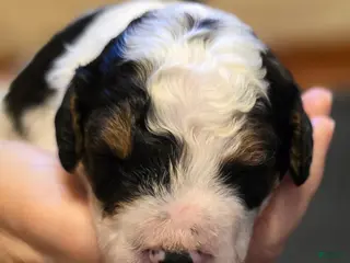 Mini Bernedoodle dogs for sale: Atlas - Ad 1