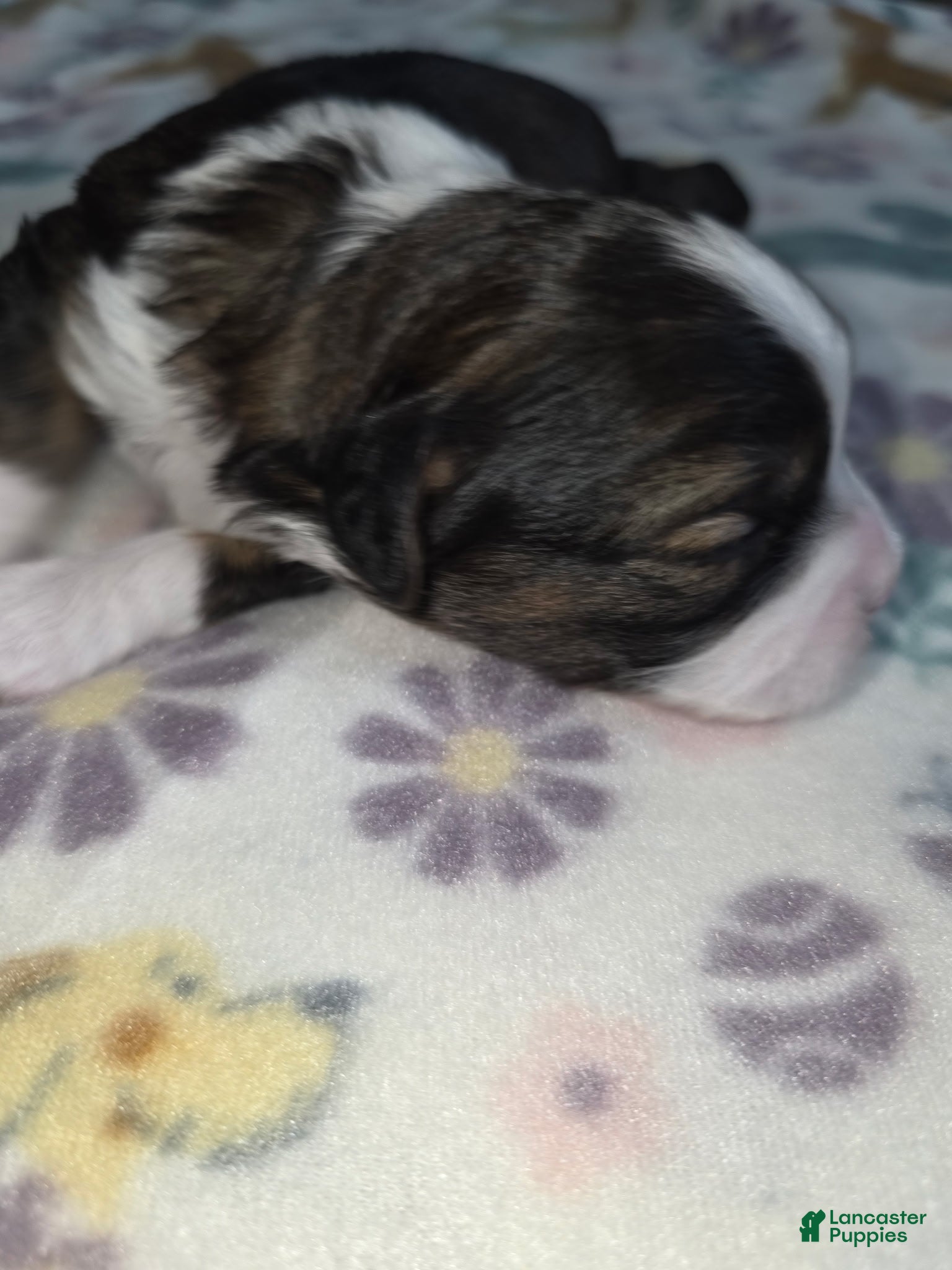 Shihpoo dogs Shihpoo Puppy 3 - Ad 38