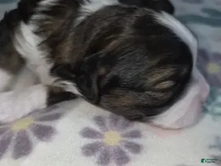 Shihpoo dogs Shihpoo Puppy 3 - Ad 38