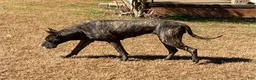 Great Dane dogs for sale: Great Dane Puppy 1 - Ad 6