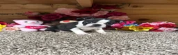 Boston Terrier dogs for sale: Boston Terrier 4 - Ad 5