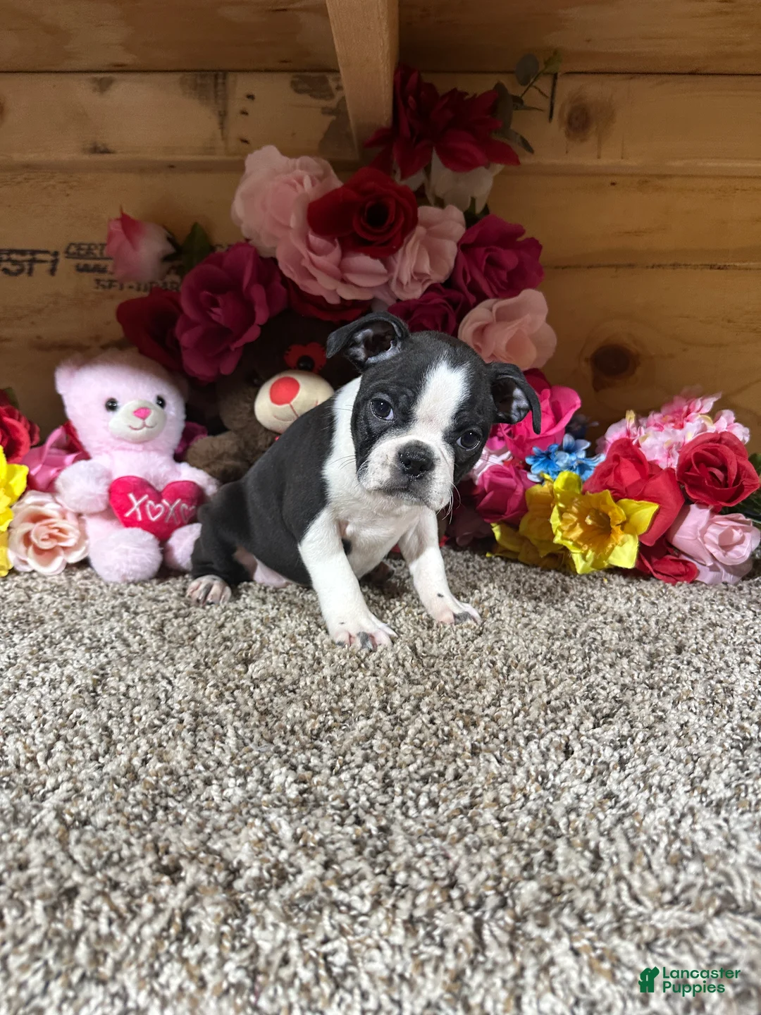 Boston Terrier dogs for sale: Boston Terrier 4 - Ad 5