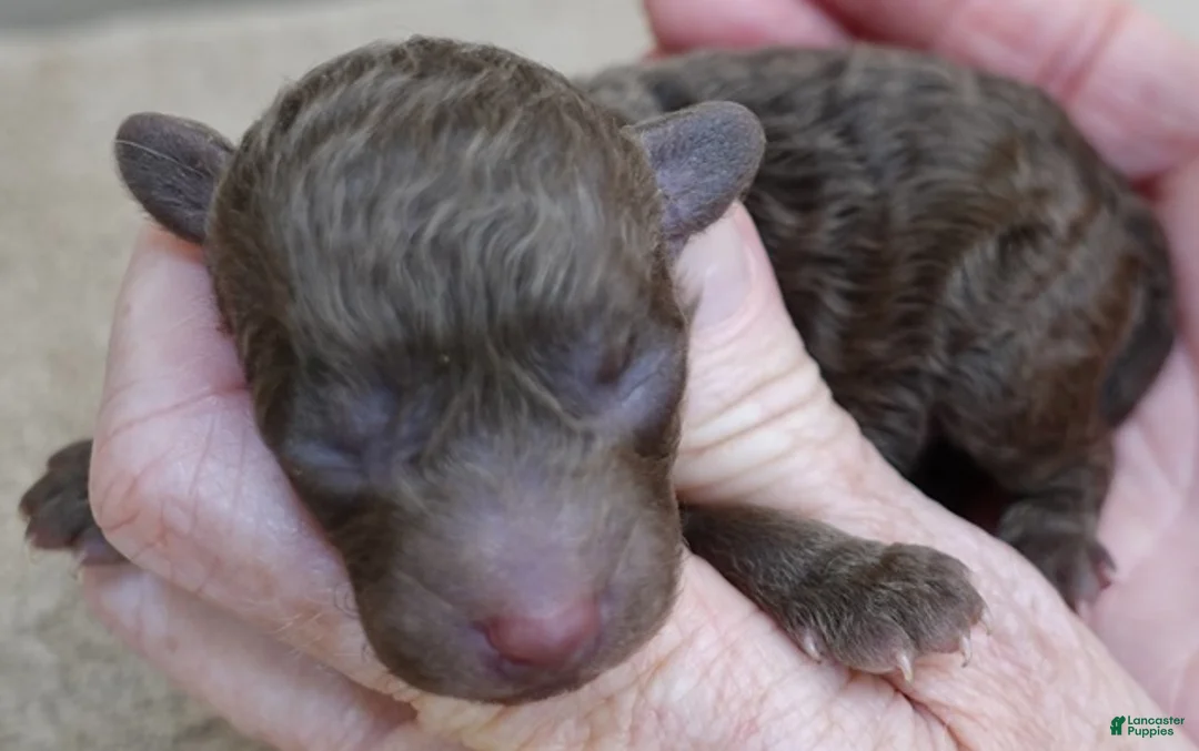 Toy Poodle dogs for sale: solid chocolate female poodle - Ad 3