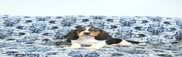 Basset Hound dogs for sale: Ella - Ad 5