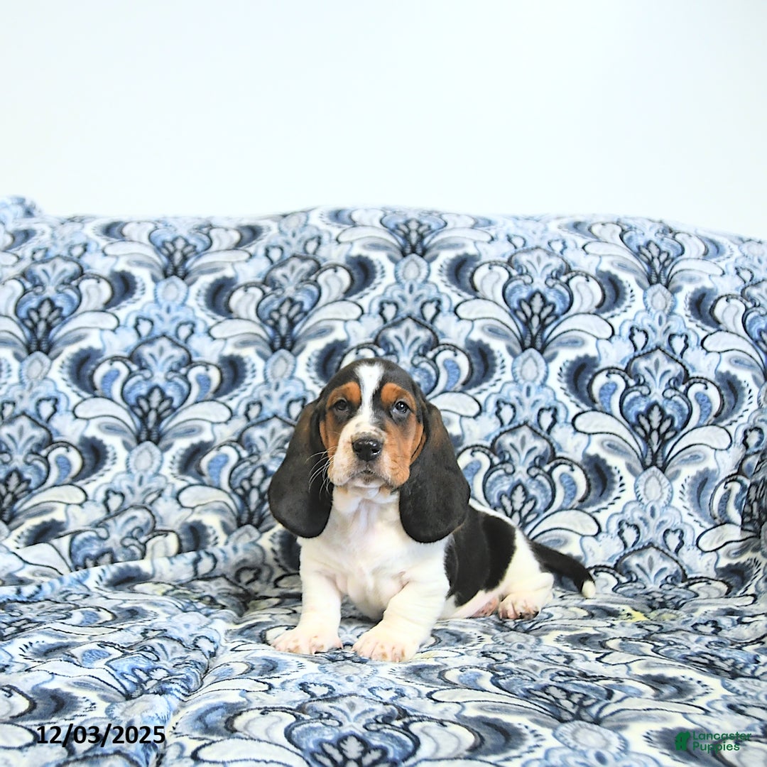 Basset Hound dogs for sale: Ella - Ad 5