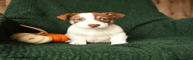 Oswald