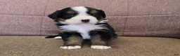 Miniature Bernese Mountain Dog dogs for sale: Tom Collins - Ad 31