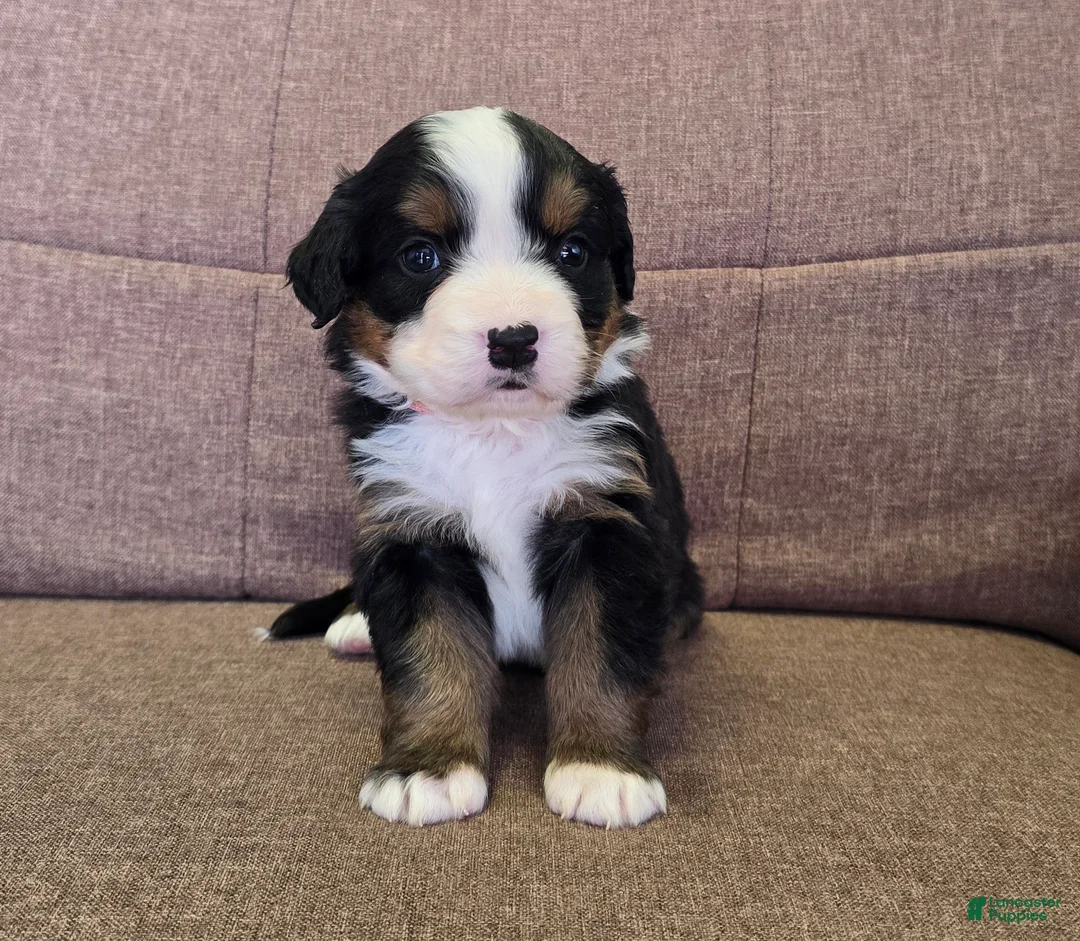 Miniature Bernese Mountain Dog dogs for sale: Tom Collins - Ad 31