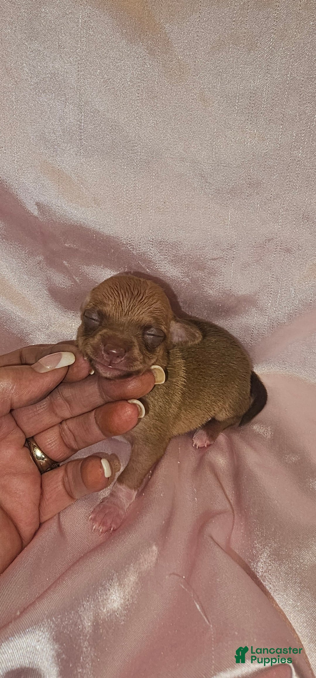 Chihuahua dogs for sale: Chihuahua Puppy 4 - Ad 2