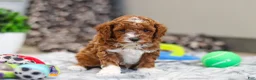 Cavapoo dogs for sale: Austin - Ad 11