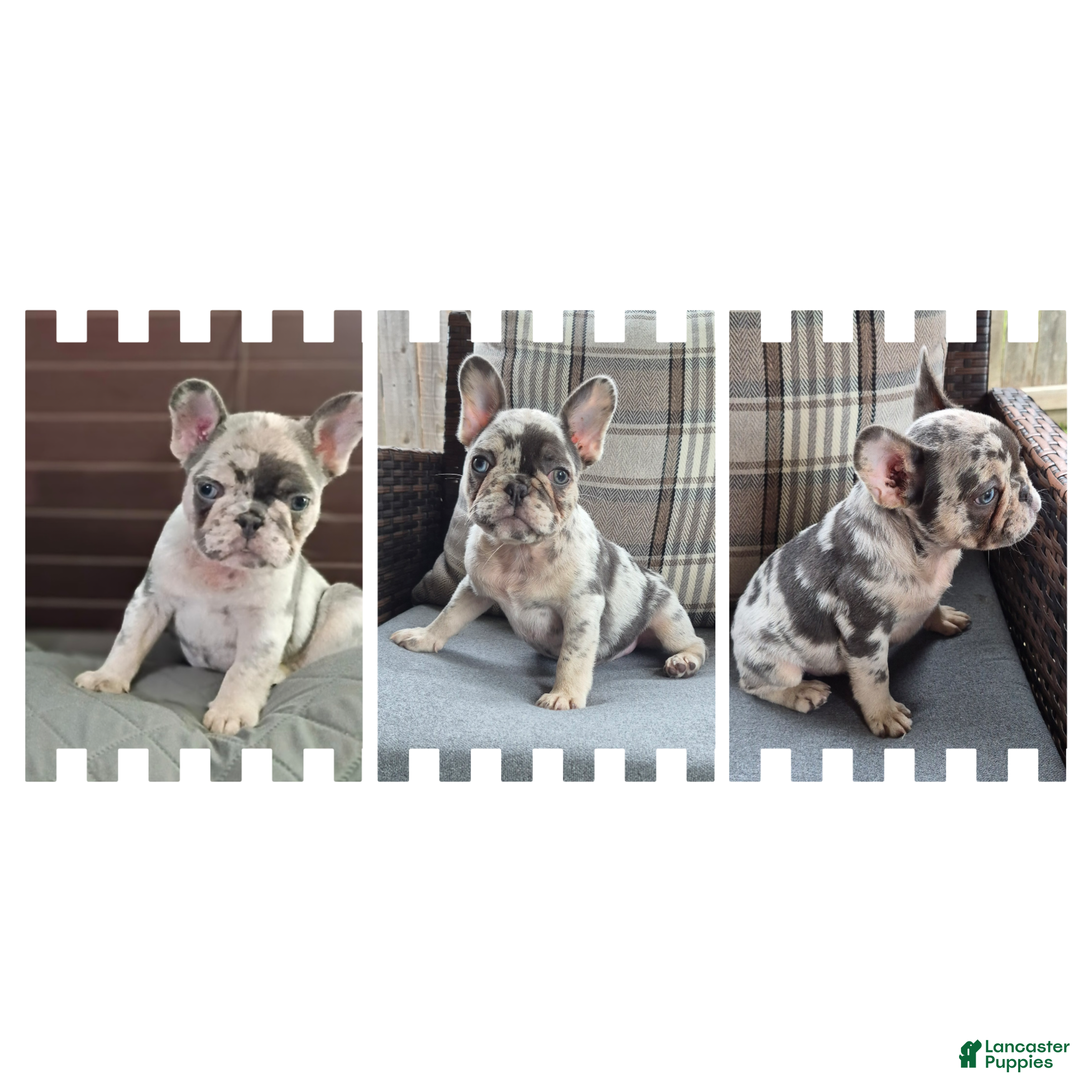 French Bulldog dogs for sale: Jax Tri Merle Fluffy Carrier - Ad 1