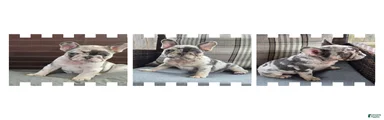 Jax Tri Merle Fluffy Carrier