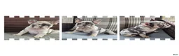 French Bulldog dogs for sale: Jax Tri Merle Fluffy Carrier - Ad 1