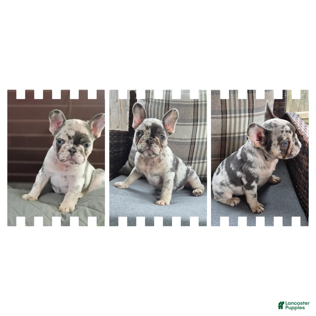 French Bulldog dogs for sale: Jax Tri Merle Fluffy Carrier - Ad 1