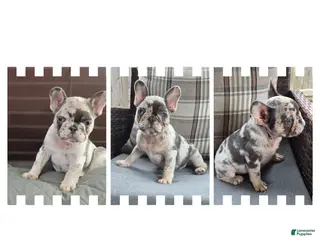French Bulldog dogs for sale: Jax Tri Merle Fluffy Carrier - Ad 1