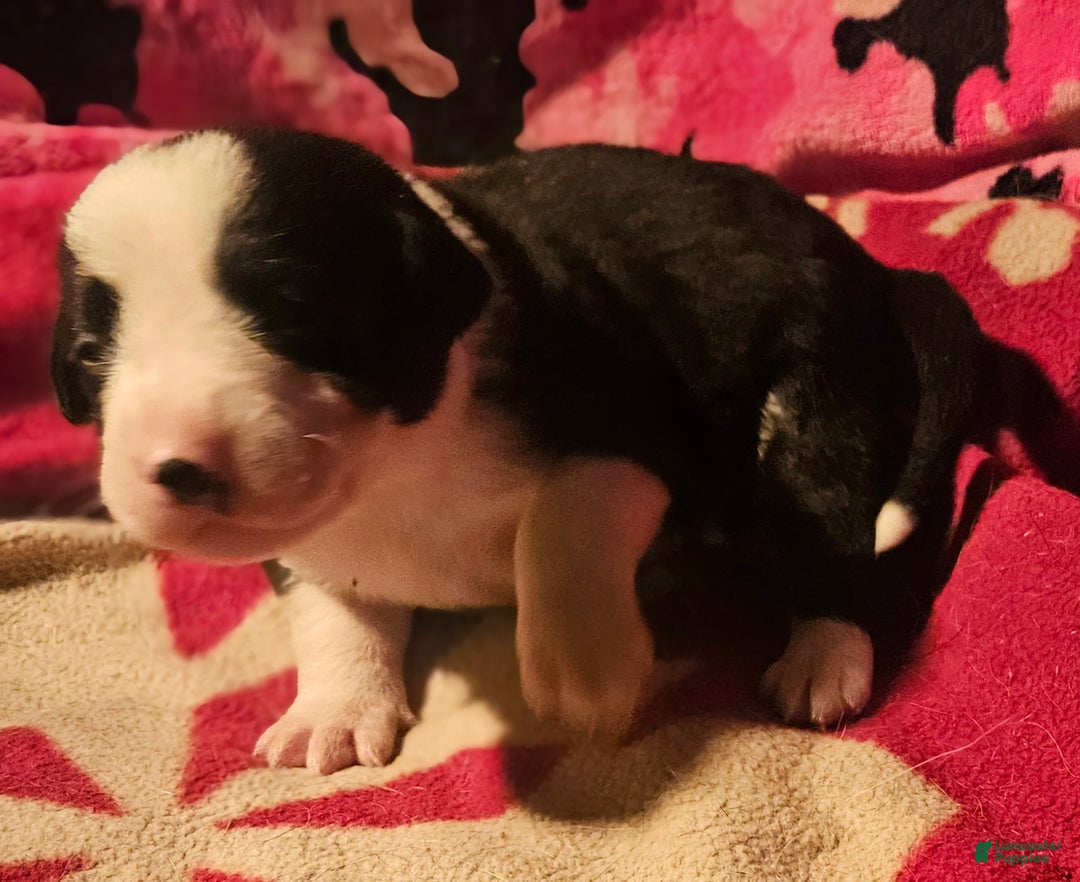 Border Collie dogs for sale: Friday - Ad 6