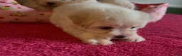 Shorkie dogs for sale: Shorkie Puppy 1 - Ad 2