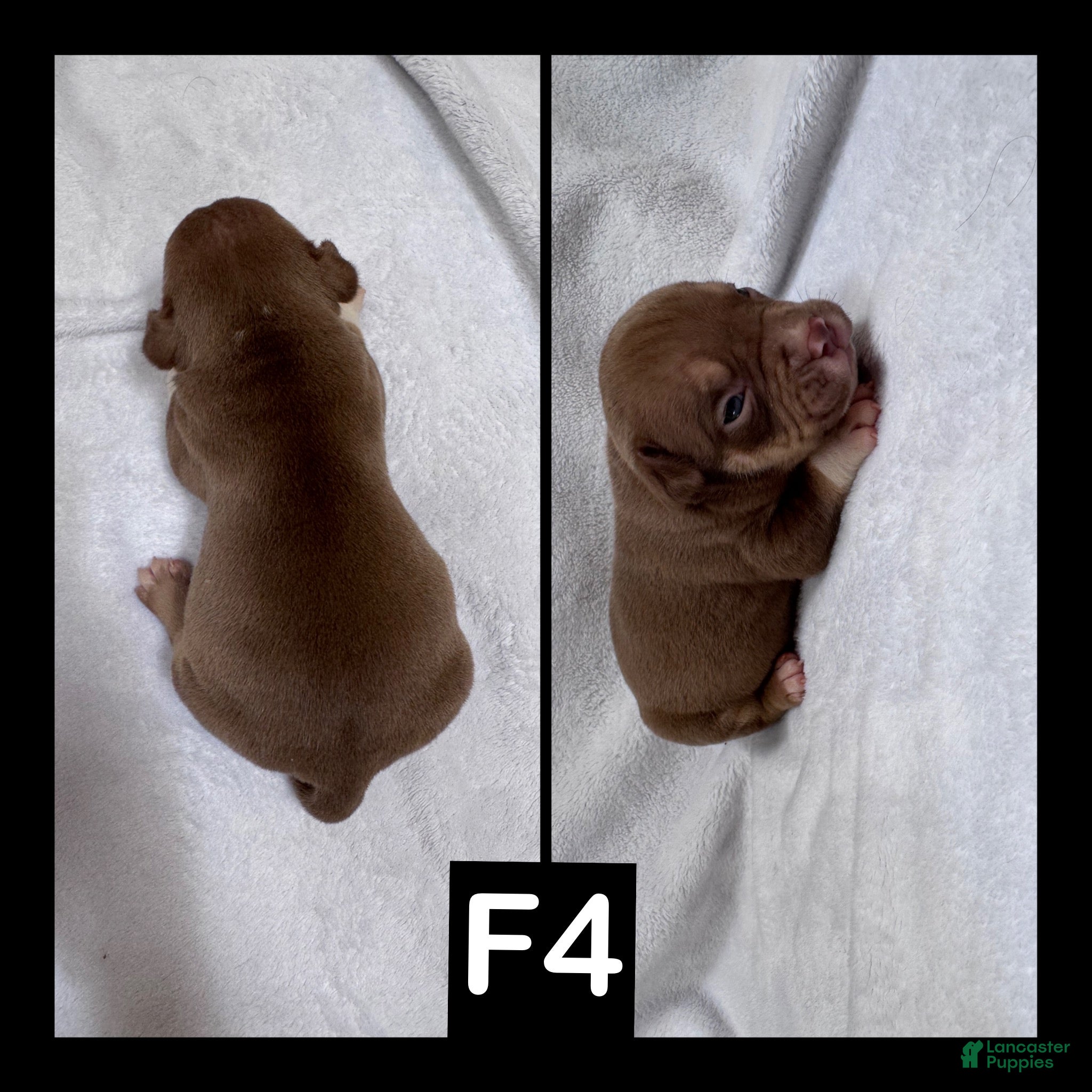 American Bully dogs Female 4 - Ad 1