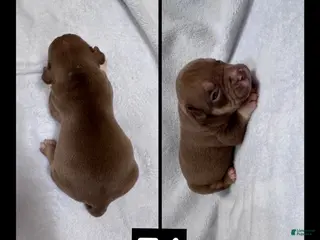 American Bully dogs Female 4 - Ad 41