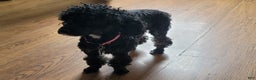 Mixed Breed dogs for sale: PJ - Ad 4