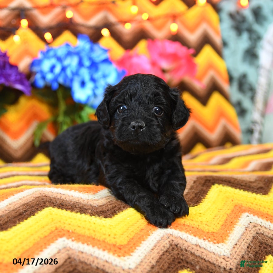 Teddy Bear dogs Kaddy - Ad 1