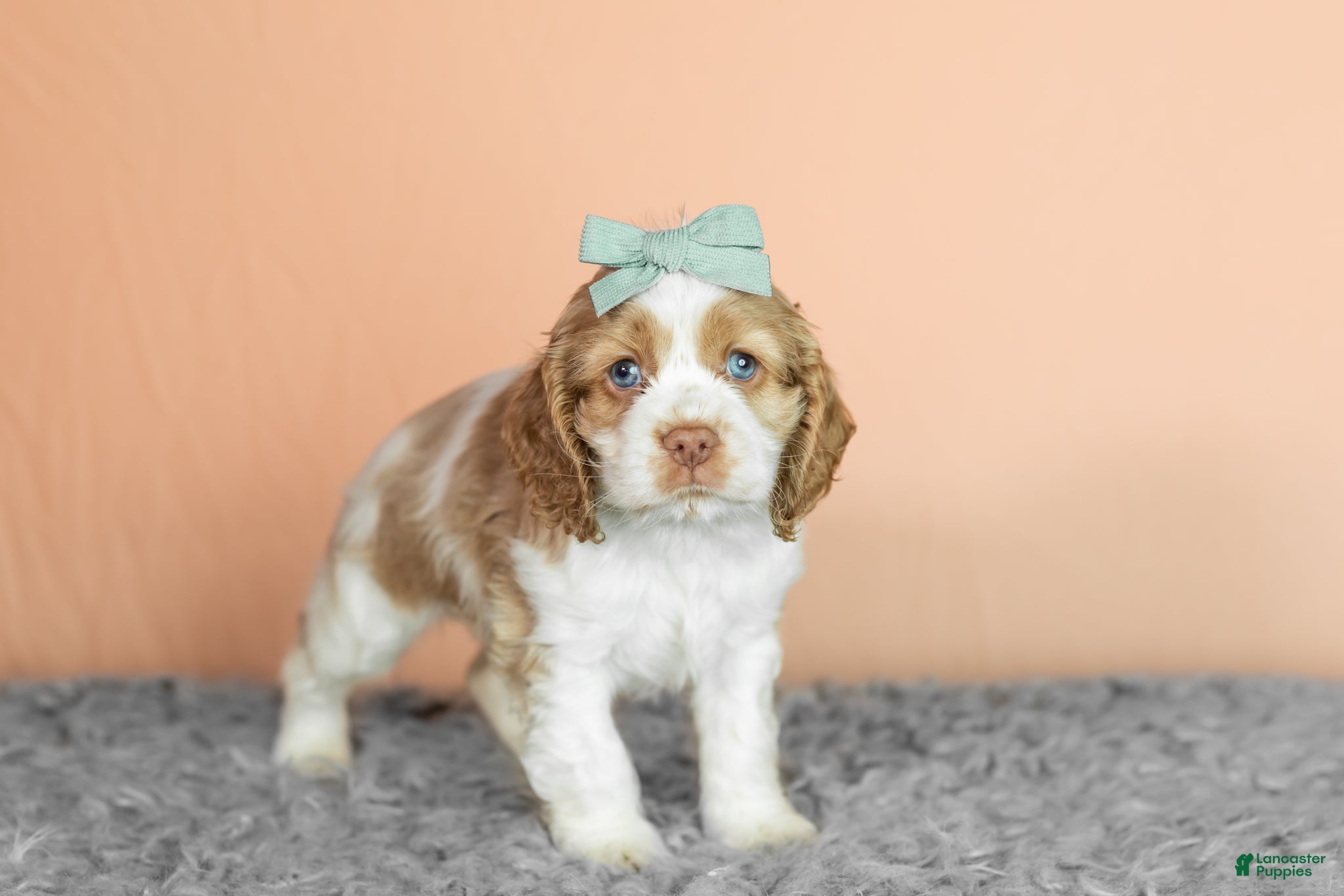 Cocker Spaniel dogs Bella - Ad 40