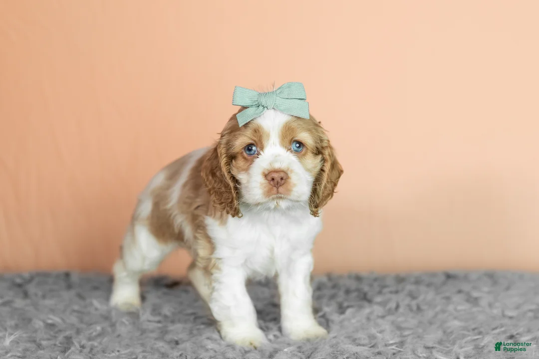 Cocker Spaniel dogs for sale: Bella - Ad 1