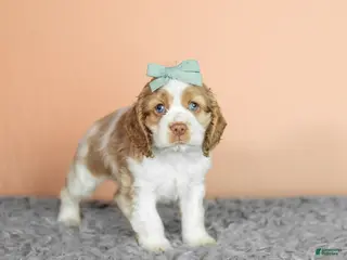 Cocker Spaniel dogs Bella - Ad 40