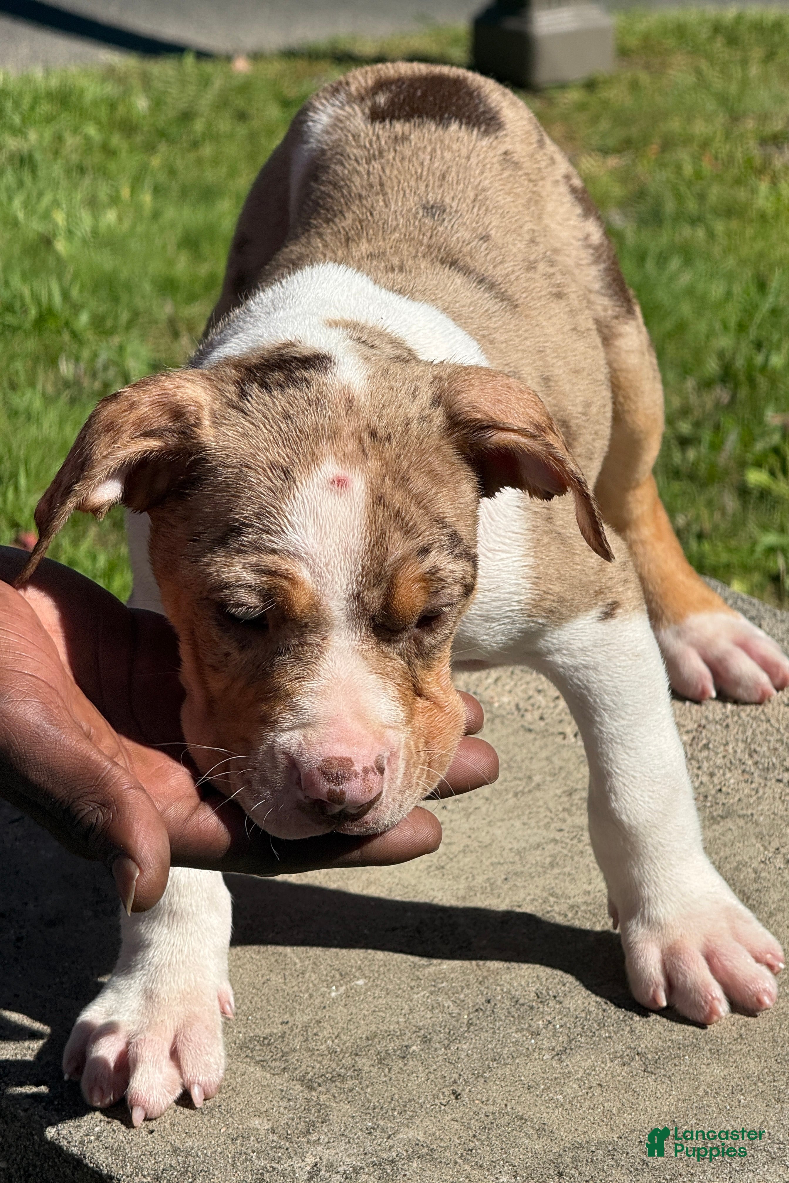 American Bully dogs for sale: The Olsen twins / Ashley - Ad 2