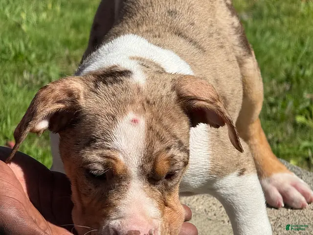 American Bully dogs for sale: The Olsen twins / Ashley - Ad 2