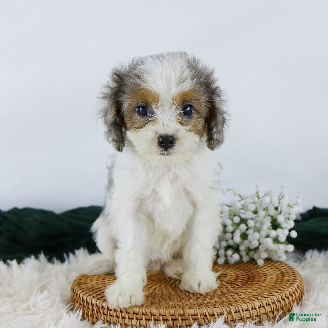 Gallery Image {{count}}