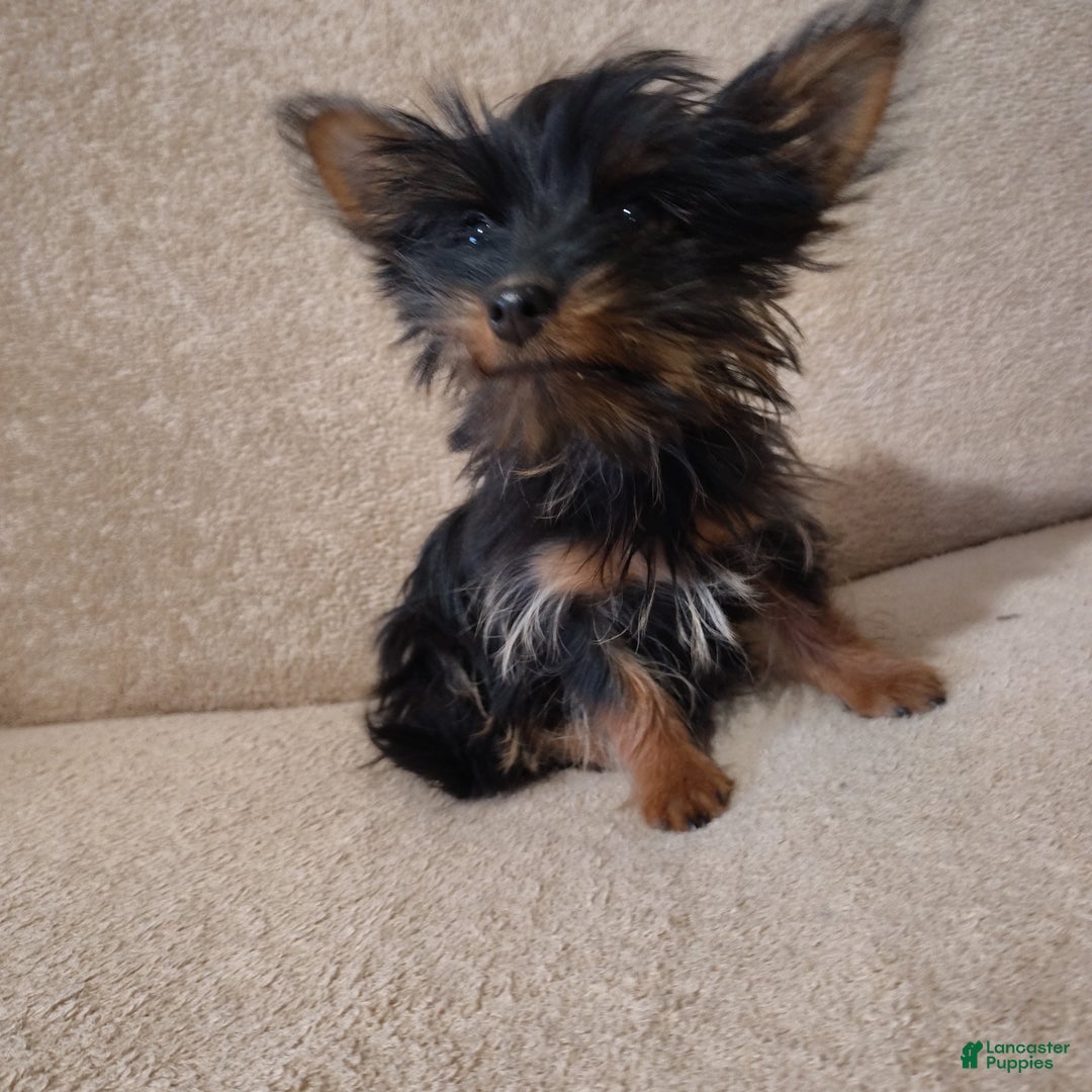 Pomchi dogs for sale: Monte - Ad 11