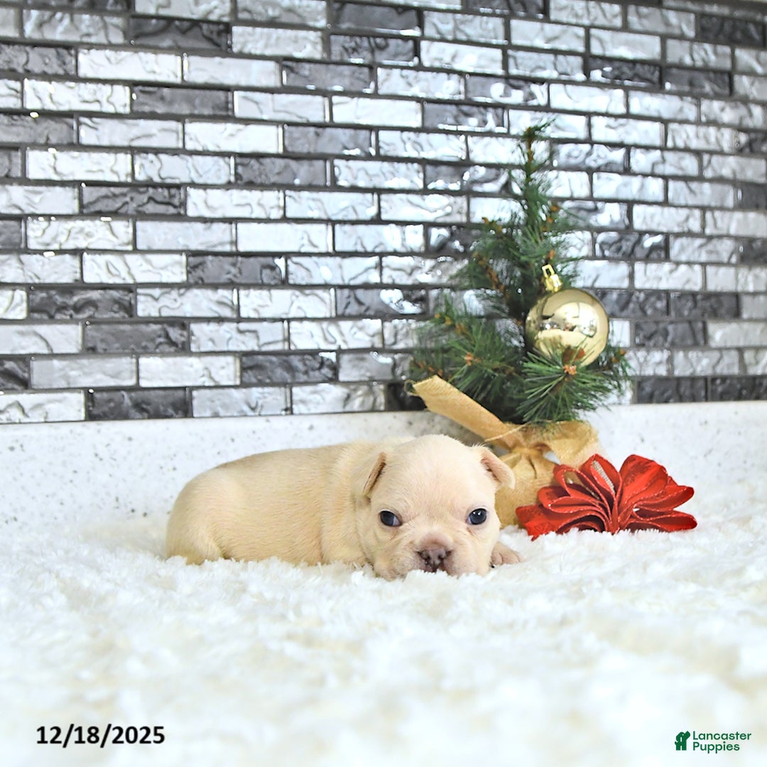 French Bulldog dogs for sale: Lulu - Ad 1