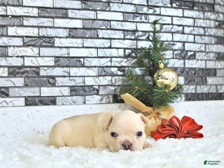 French Bulldog dogs Lulu - Ad 7