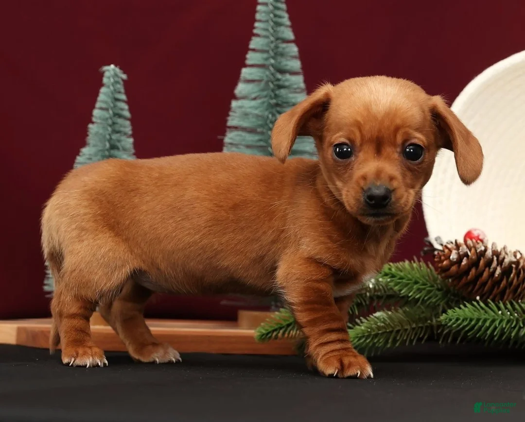 Miniature Dachshund dogs for sale: Beauty - Ad 7