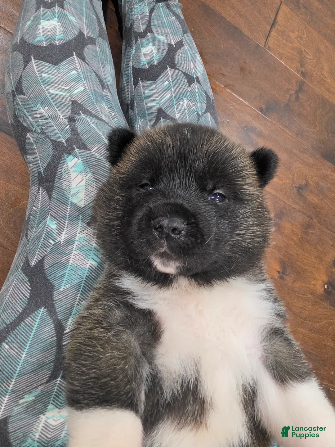 Akita dogs for sale: Gouda - Ad 7