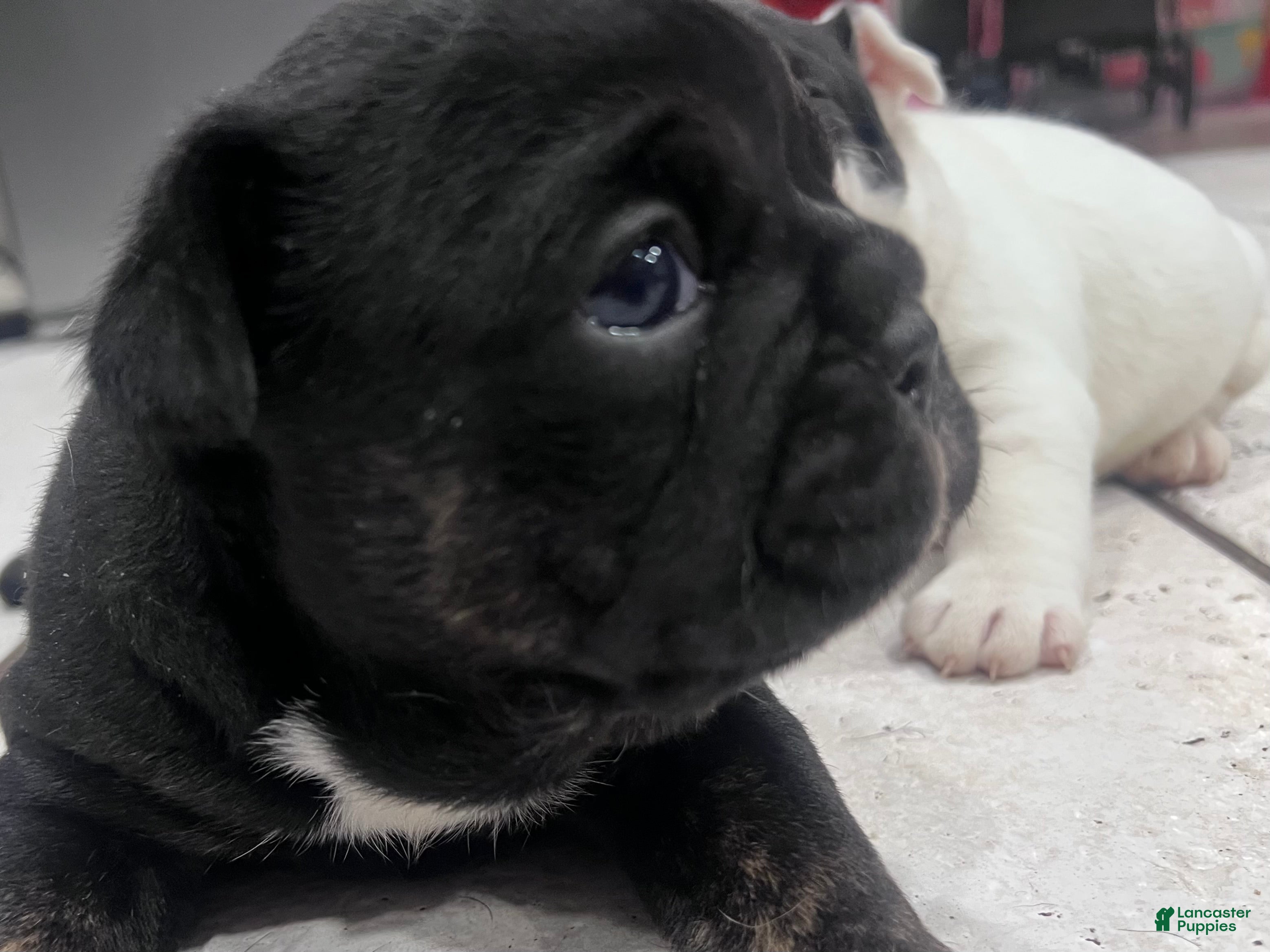 Mixed Breed dogs Mixed Breed Puppy 1 - Ad 28