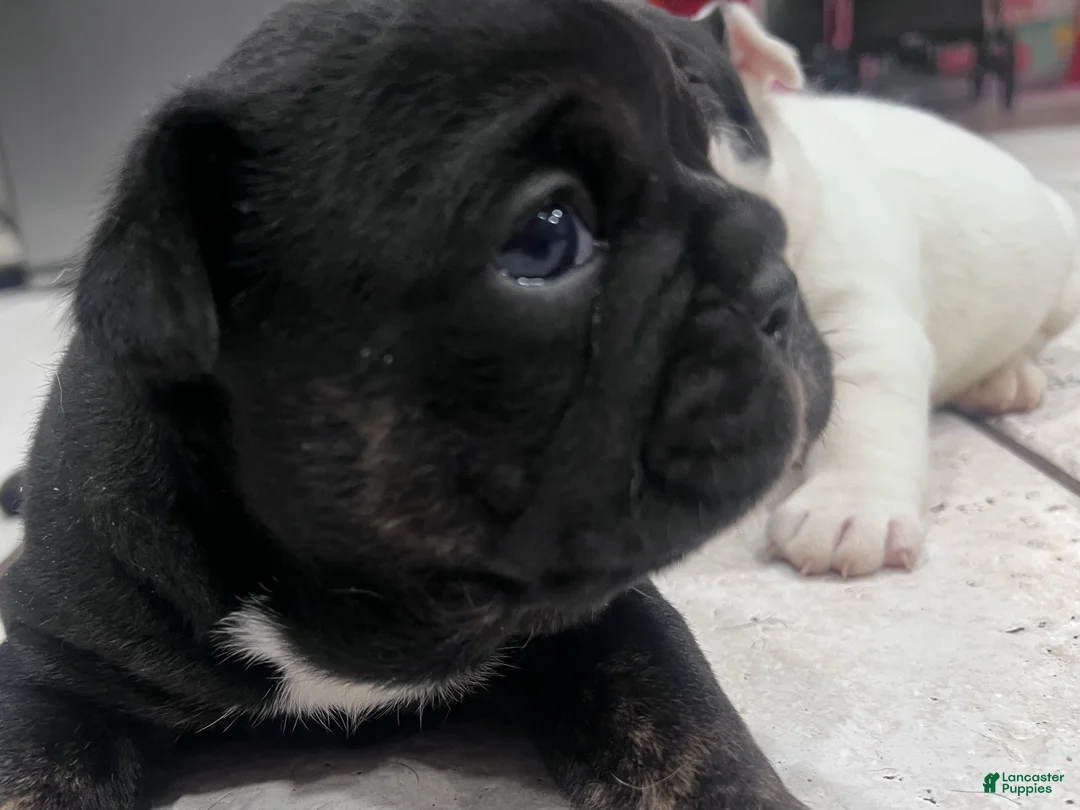 Mixed Breed dogs for sale: Mixed Breed Puppy 1 - Ad 1