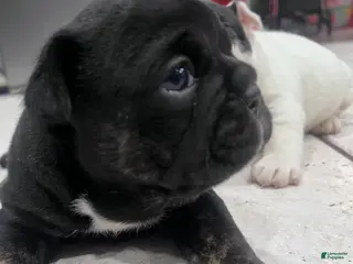 Mixed Breed dogs Mixed Breed Puppy 1 - Ad 28