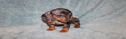 Miniature Dachshund dogs for sale: Lucy Mini  - Ad 4