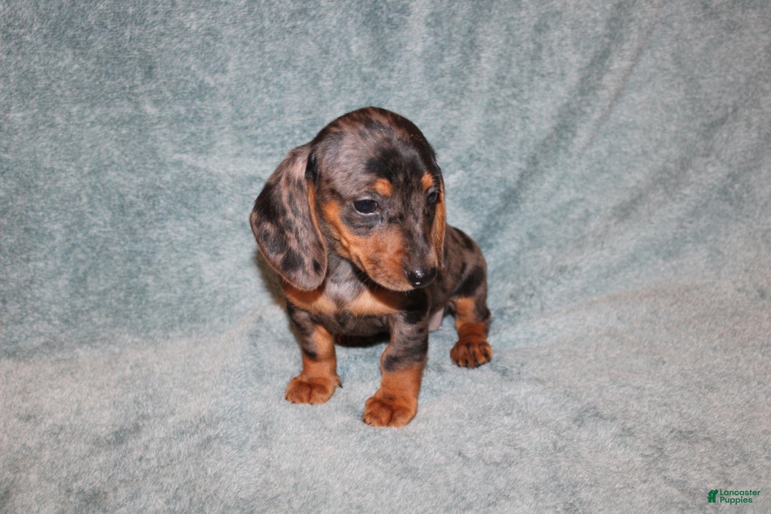 Miniature Dachshund dogs for sale: Lucy Mini  - Ad 4