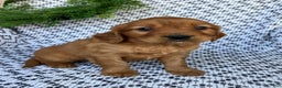 Miniature Golden Retriever dogs for sale: Leo - Ad 3