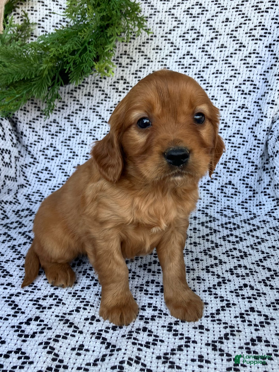 Miniature Golden Retriever dogs for sale: Leo - Ad 3
